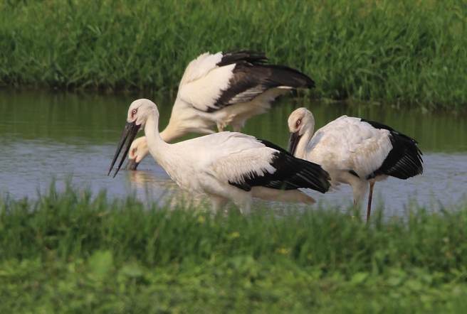 东方白鹳在金山清水湿地补给北返所需营养。（新北市动保处提供）