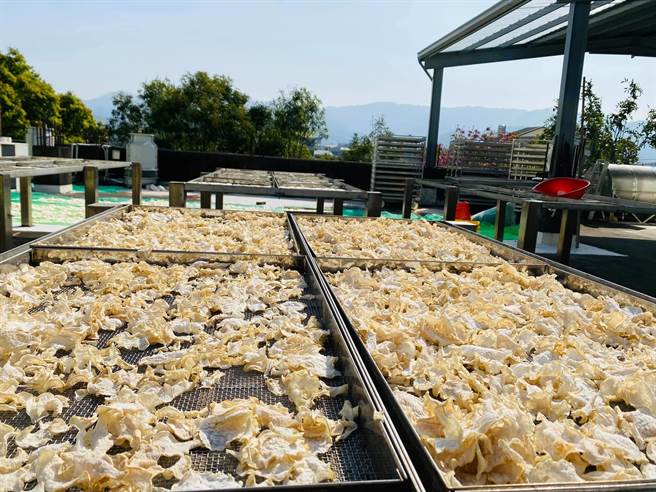 公馆乡农会将萝卜晒乾成为萝卜钱、萝卜丝等传统客家食材，保留萝卜甜味与香气的天然风味，也传承客家饮食文化。（公馆乡农会提供／何冠娴苗栗传真）