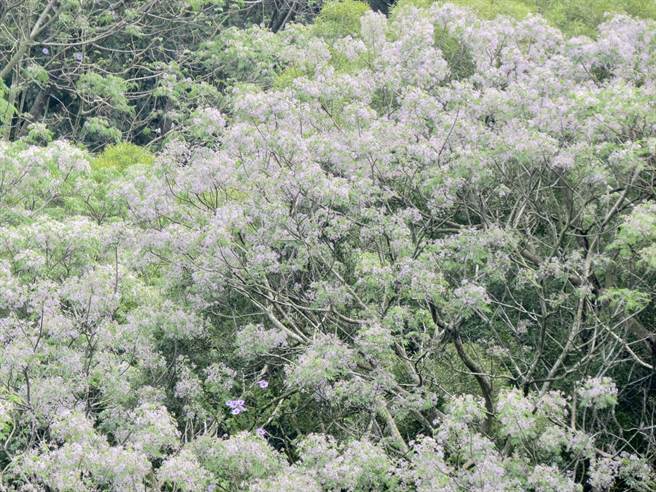 满山苦楝小花爆开鳌峰山 紫爆 了 臺中市 中时