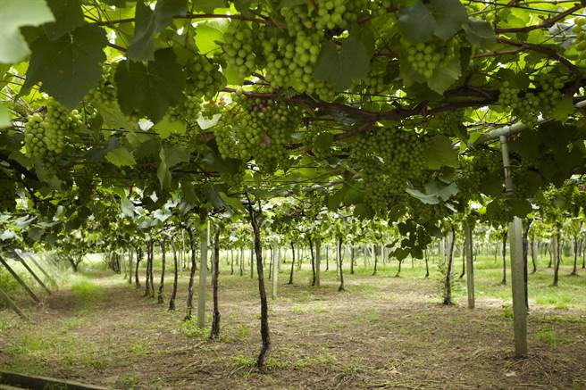 树生休閒酒庄经营葡萄园迄今已四代，其葡萄园昔日曾是公卖局契作农园。(树生休閒酒庄提供／冯惠宜台中传真)