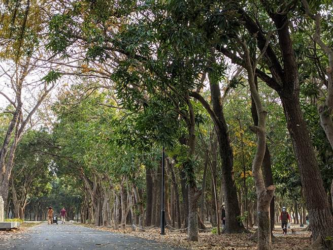 台南市官田区公所将閒置荒废近20年的陆军营区整建，打造成占地10公顷的大隆田文化生态园区，千余棵树木保留，穿插步道、沟渠、生态池等，市长黄伟哲大讚是「台南的大安森林公园」。（庄曜聪摄）