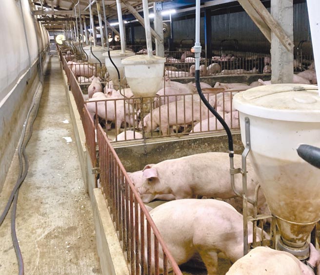 花莲县寿丰地区因猪舍多半老旧，早期设施不符合现代化畜牧需求，时常散发猪粪臭味，屡遭附近住户及游客投诉抱怨。（花莲县政府提供／王志伟花莲传真）