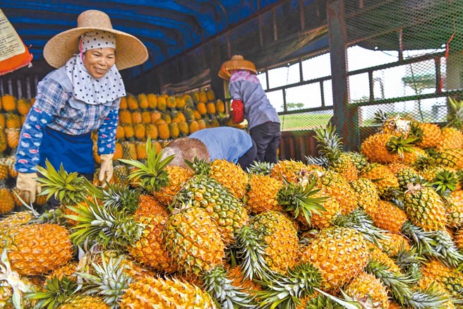 大陆推动「一地一特产、一乡一名品」政策，台湾水果面临挑战。图为广东省徐闻的凤梨农场正在採摘。（中新社）