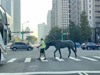 民眾在中市7期遛馬 中市府：馬非寵物 不得進入公園