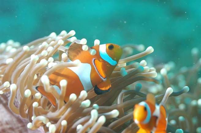 旅客可浮浅欣赏海中各色珊瑚美景。（雄狮旅游提供）