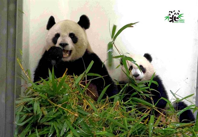 圆宝现在都会「主动下班」，保育员不用再拿出各种「请熊神器」。(图/臺北市立动物园提供)