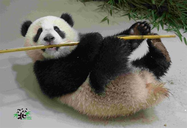 葡萄、窝窝头、苹果和竹笋都是圆宝最喜欢的食物。(图/臺北市立动物园提供)