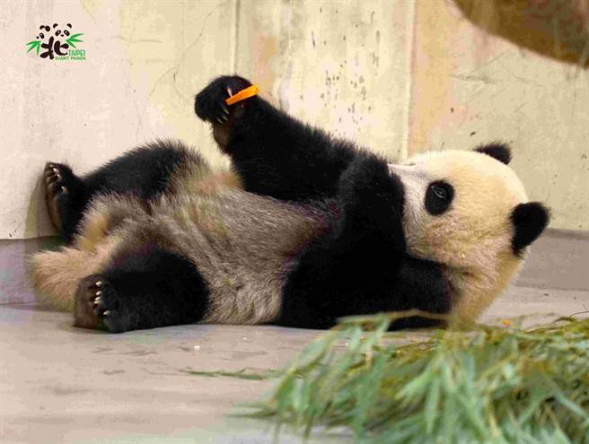 圆宝最讨厌吃红萝卜，只要一看到它就会开始装忙。(图/臺北市立动物园提供)