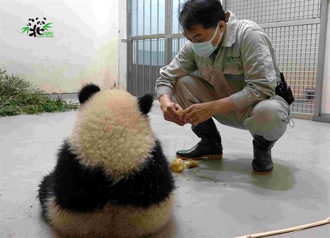 保育员经常出马，亲手喂食圆宝吃红萝卜，但都会被牠的一号表情给拒绝。(图/臺北市立动物园提供)