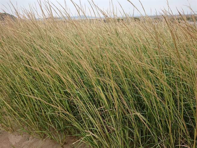 有「溼地杀手」之称的互花米草入侵金门浯江溪口，对当地红树林自然生态造成竞争威胁。（金门县府提供）