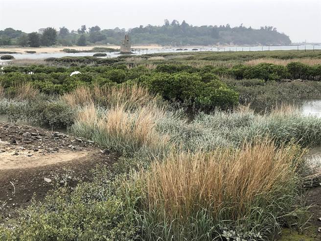 互花米草也带来河口阻塞及垃圾淤积问题。（李金生摄）