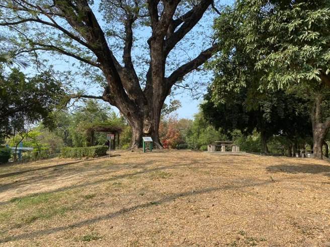 台南公园内的雨豆树，盛传是清朝时期的刑场所在地。（翻摄台南式脸书）