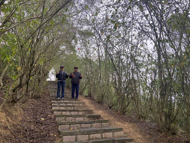 頭份市後花園步道旁扶桑花牆，預計5月份盛開，營造浪漫隧道景致。（何冠嫻攝）