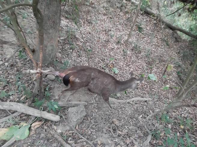 彰化县八卦山中央岭步道，今天传出有民眾发现有１头水鹿误闯「山猪吊」陷阱，左脚牢牢被钢索套住动弹不得，不断痛苦挣扎，导致细长的脚都磨破皮还流血。（民眾提供／吴建辉彰化传真）