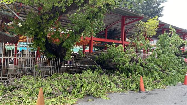 羅男不滿被檢舉，反咬區公所放著倒塌的雀榕不清理，「正事不做、專找我麻煩」。（王文吉攝）