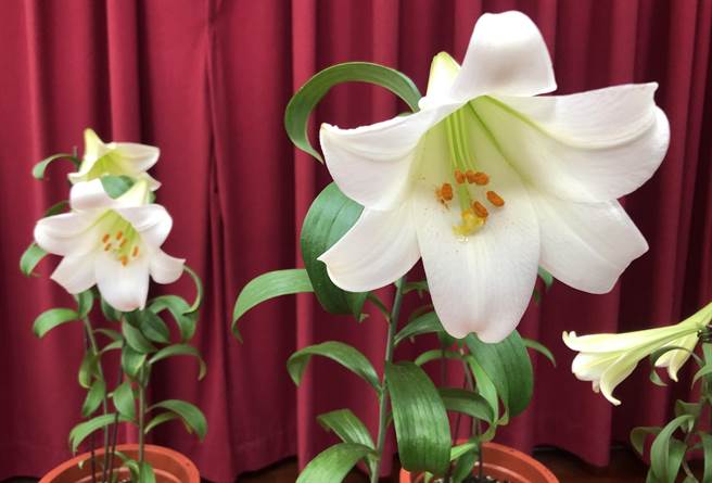 金门县林务所委托中兴大学进行「金门野百合」復育计画，经过7年的研究与育种作业，选育出一个深具经济开发潜力，以浯洲（金门古称）百合为命名发想的品种「浯百」。（李金生摄）