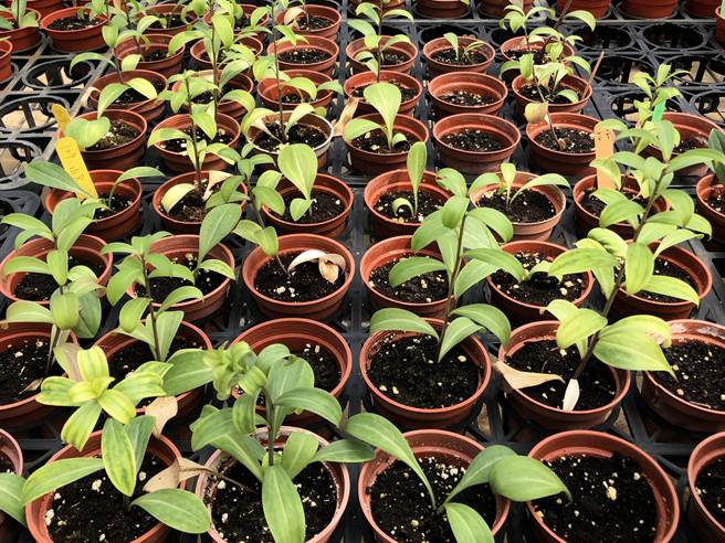 金门復育原生种野百合，已培养出超过3万棵的种苗。（李金生摄）