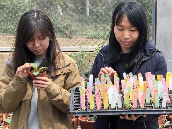 每一棵种苗都在研究团队的细心栽培下成长。（李金生摄）