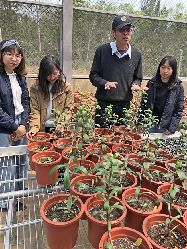 张正教授指出，目前选出的「浯百」品种，具有苗期生长快速、鳞茎育成率高且硕大、开花植株叶片挺立形态佳及开花当天花被片呈现奶油黄色等特点，深具经济发展潜力。（李金生摄）