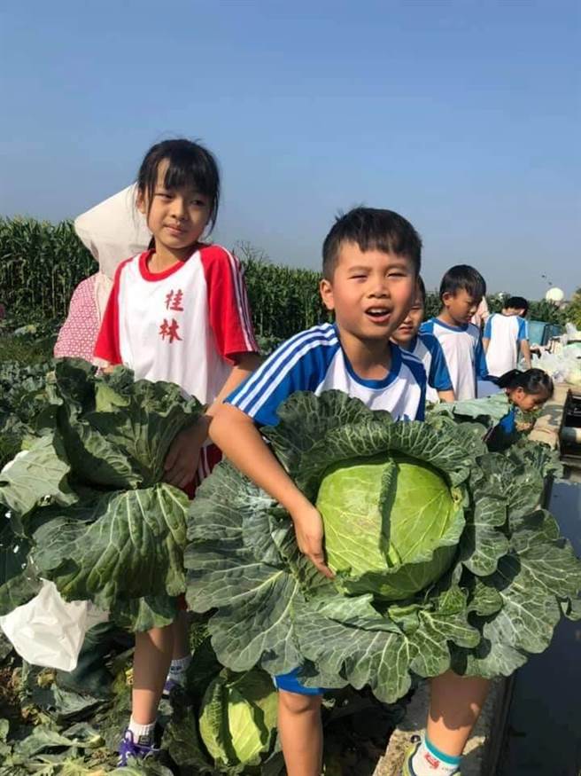 高雄小港桂林國小為了挺菜農，特別安排學生及外籍英語教師前往家長簡奶奶的高麗菜田，舉辦田野戶外教學，以「銅板價」讓學生體驗採高麗菜的樂趣，並回校製成水餃食用，學生們各個玩得不亦樂乎。（高市桂林國小提供／洪浩軒高雄傳真）