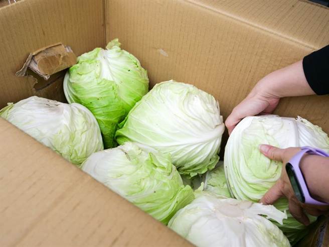 西宝高山高丽菜闻名，今早运送下山，装箱的高丽菜叶，还有着露水，极为新鲜。（门诺基金会提供／王志伟花莲传真）
