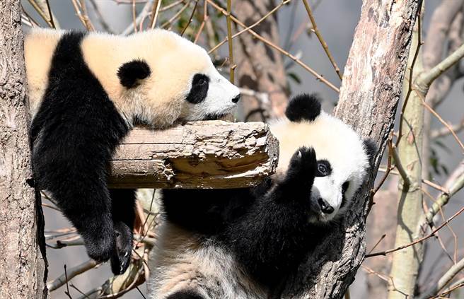 法国博瓦勒动物园传出猫熊交配的好消息，猫熊圆仔、欢欢性致高昂，20日一整天下来一共交配了8次，让园方喜出望外，透露圆仔技巧进步，还听到欢欢的高频叫声。图为猫熊资料照，非圆仔、欢欢。（资料照／中新社）