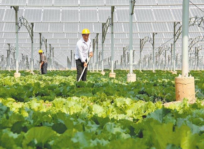 大陆将在未来5年朝向绿色低碳的高品质发展道路。图为河北任县一处蔬菜农场，其顶棚皆为太阳能板。（新华社）