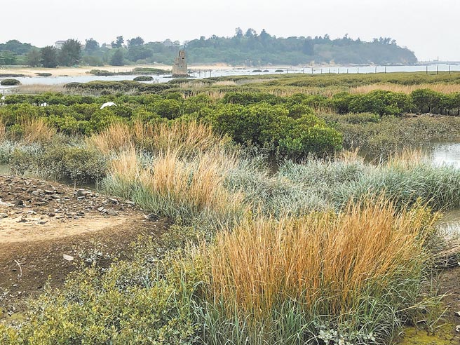 「溼地杀手」互花米草入侵浯江溪口，对生态和环境带来严重衝击。（李金生摄）