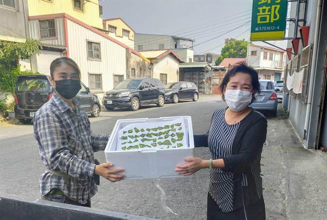台南首辦收購荔枝椿象蟲卵片，有楠西等4個農會共收購7萬片。(楊沁涓提供／劉秀芬台南傳真)