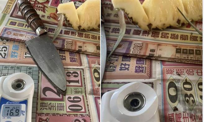 Lin Bay好油》金钻凤梨出口易寒伤，外销建议换品种！（爱传媒提供）