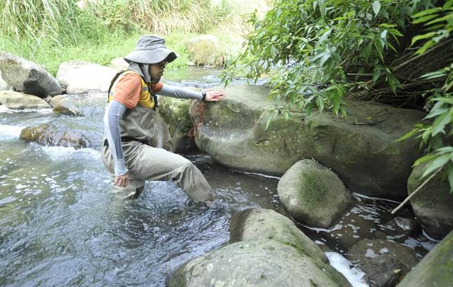 施工前与中华民国溪流环境协会合作，展开为期一个月的生态调查。（新北市农业局提供）