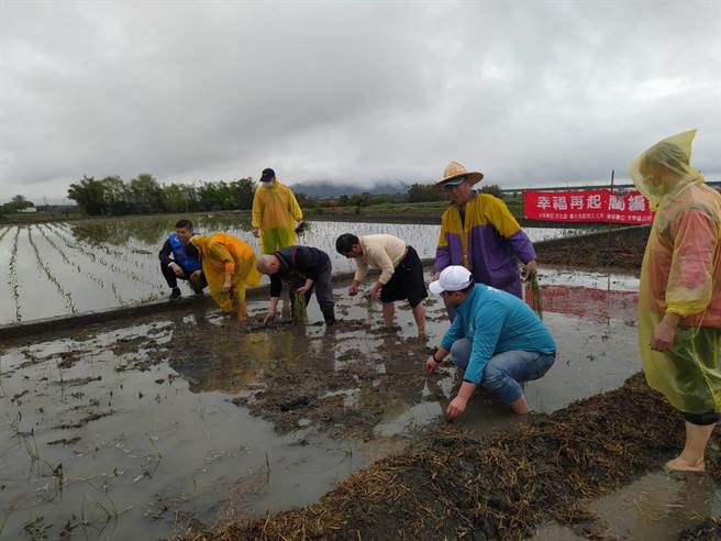 台中市议员施志昌、大甲区长顏金源等人于幸福里种植蔺草，预计9月就可收割用以编织物品。（王文吉摄）