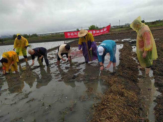 台中市议员施志昌、大甲区长顏金源等人于幸福里种植蔺草，预计9月就可收割用以编织物品。（王文吉摄）