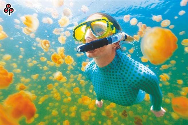 （帛琉拥有全世界唯一的无毒水母湖。图／本报系资料照）
