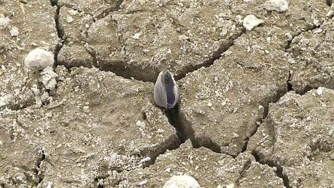 受到降雨量少影响，台东县池上乡的富兴溼地其中原有1公顷左右、水深1米以上的湖面，如今只见乾枯的湖底和死亡的蚬壳。（蔡旻妤摄）