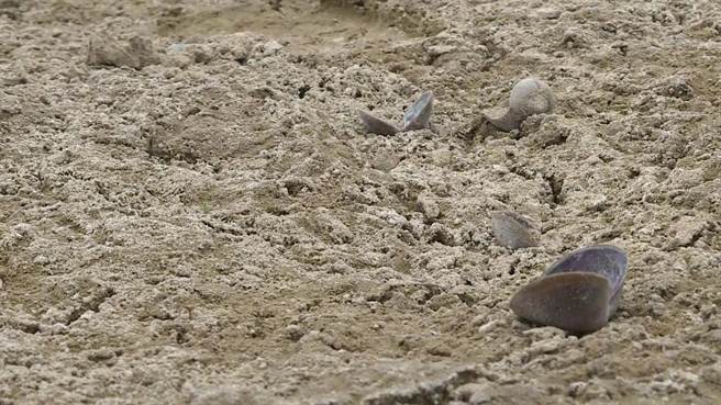 受到降雨量少影响，台东县池上乡的富兴溼地其中原有1公顷左右、水深1米以上的湖面，如今只见乾枯的湖底和死亡的蚬壳。（蔡旻妤摄）