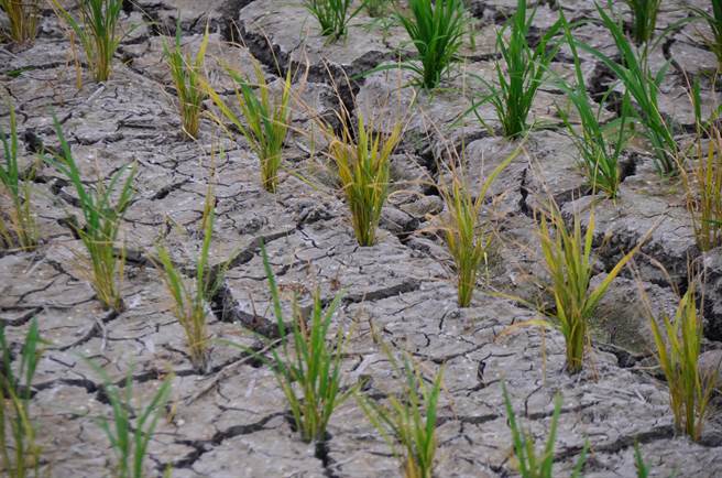 降雨量不足，台东县池上乡的稻田龟裂，农民担心缺水的稻穗恐变成「空包弹」。（蔡旻妤摄）