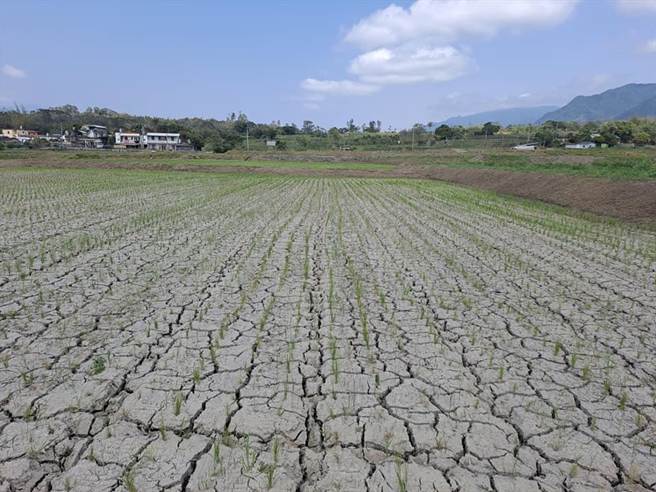 降雨量不足，台东县池上乡的稻田龟裂，农民担心缺水的稻穗恐变成「空包弹」。（蔡旻妤摄）
