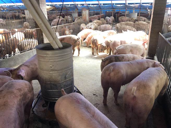 猪只死亡保险强制纳保今年五月一日起跑，500头以下全额补助，其余依据牧场登记递减补助，养猪户负担每只保费9.72元至19.44元。（周丽兰摄）