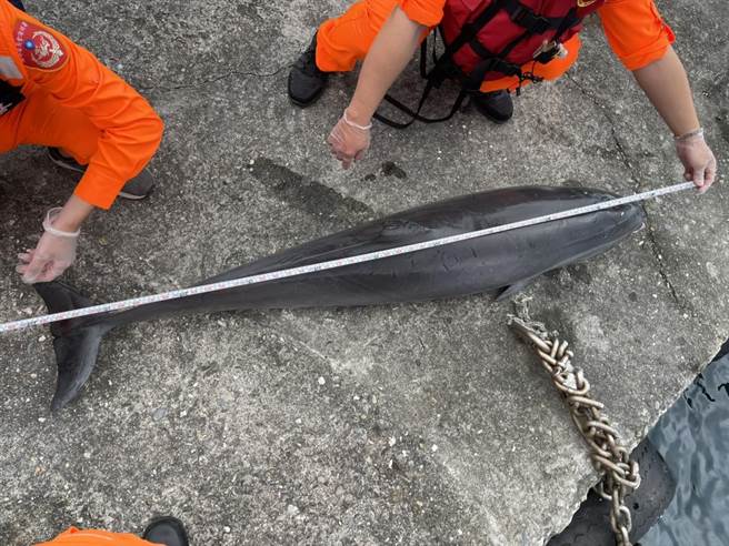 1隻死亡的弗氏海豚在新蘭漁港內被民眾發現，海巡協調鄰近私人船筏將其打撈上岸。（海巡署東部分屬第一三岸巡隊提供／蔡旻妤台東傳真）