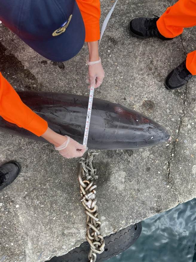 1隻死亡的弗氏海豚在新蘭漁港內被民眾發現，海巡協調鄰近私人船筏將其打撈上岸。（海巡署東部分屬第一三岸巡隊提供／蔡旻妤台東傳真）
