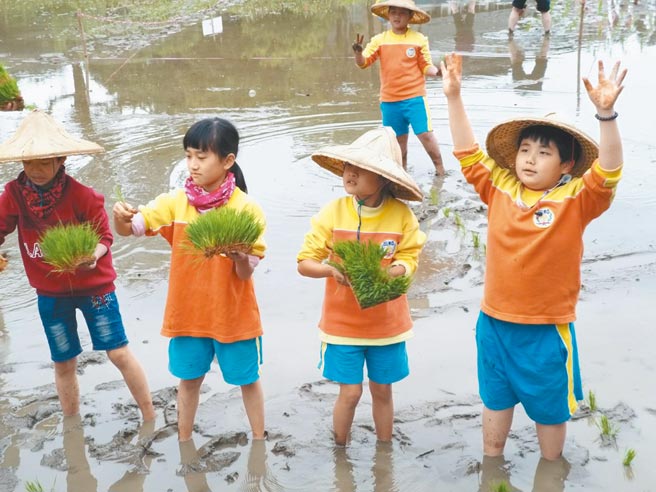金山区的国小学童下田学插秧，亲身体会农夫的辛苦。（新北市农业局提供／王扬杰新北传真）