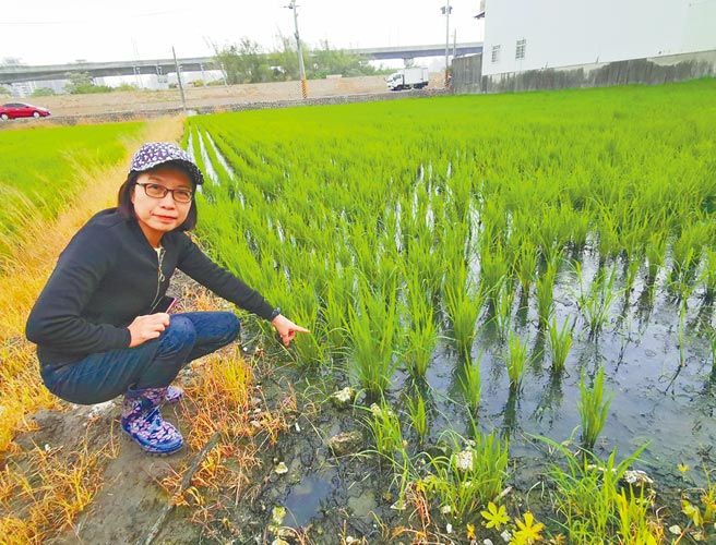 朱暖英接受投诉后，会同环保单位前往会勘，发现大片农田因污水出现秧苗腐烂等。（市议员朱暖英服务处提供／陈世宗台中传真）