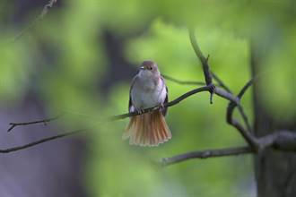 最顧人怨鳥類 全場直指這兩種：說到就氣