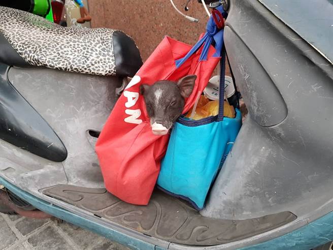 外送员在盛情难却下无法拒绝，只好带着小猪四处趴趴走。(图翻摄自脸书/外送员的奇闻怪事)