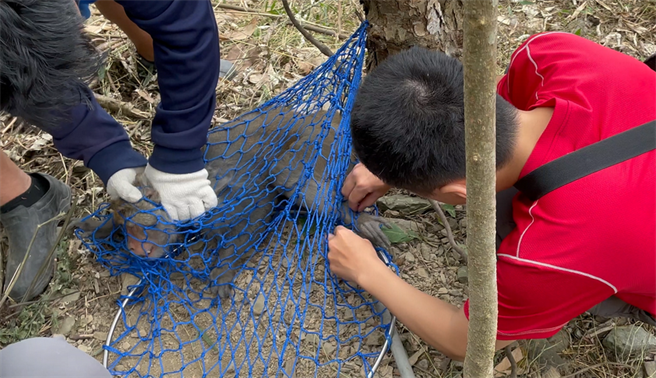 巡視人員嘗試解開台灣獼猴腳上的套索。(屏東林區管理處提供／林雅惠高雄傳真)