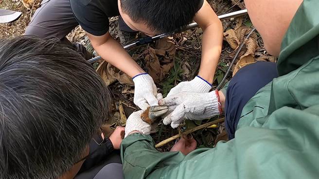 巡視人員合力壓制山羊並解開腳上陷阱。(屏東林區管理處提供／林雅惠高雄傳真)