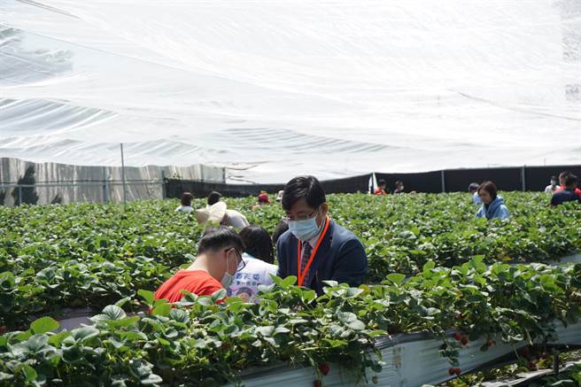 草莓世界觀光果園舉辦公益日活動，免費招待身心障礙學員入園採果。（王文吉攝）