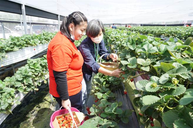 志工1對1陪同身心障礙學員開心體驗採草莓樂趣。（王文吉攝）