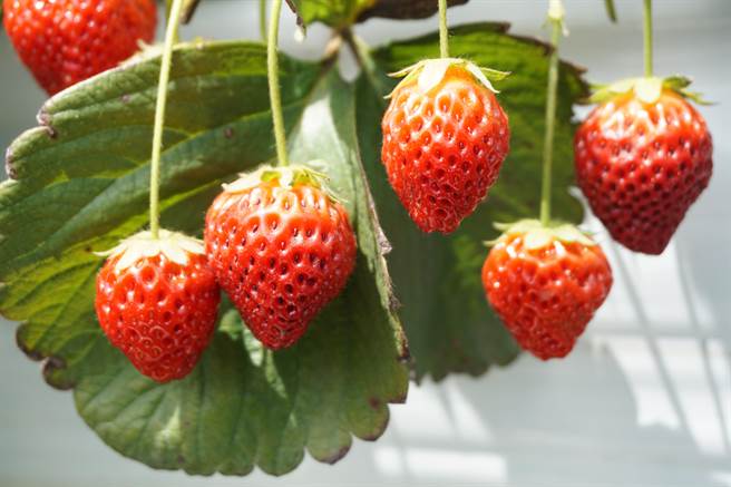 草莓世界種植優雪、甜蘋果、黑鑽、白草莓及貴妃等五大主力品種。（王文吉攝）